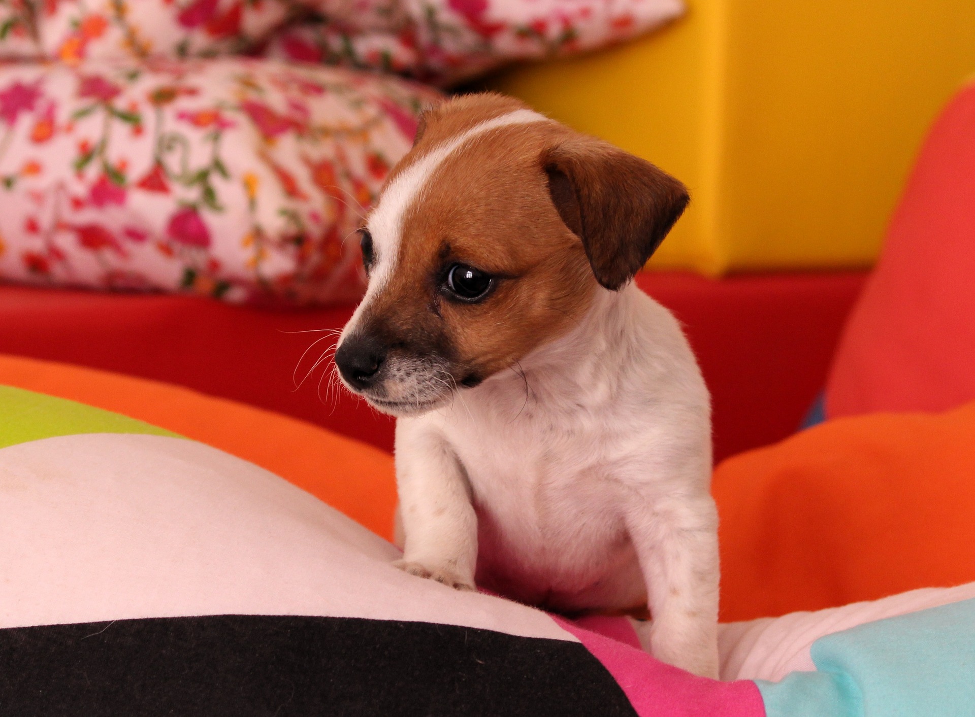 How to Get Rid of Dog Smell in Your Home