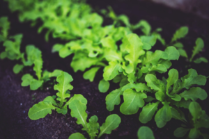 kitchen garden