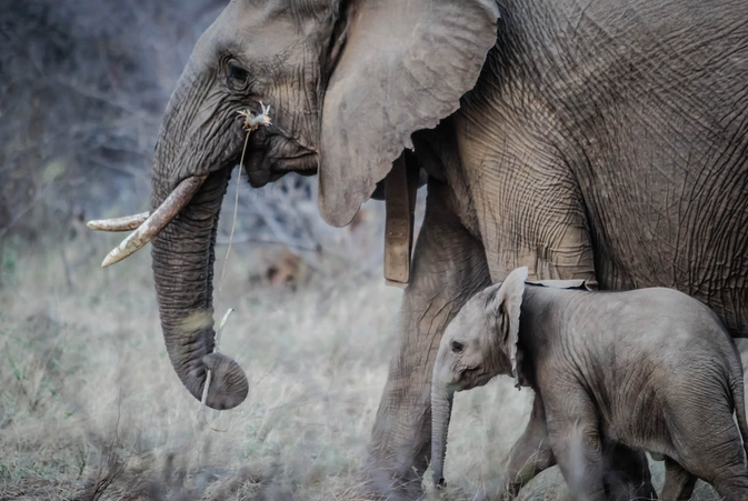 Factors That Cause Potential Human-Elephant Conflicts Around the World